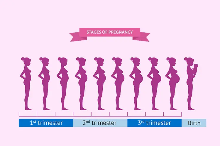 Pregnancy week by week