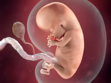 Pregnancy Fetal Development