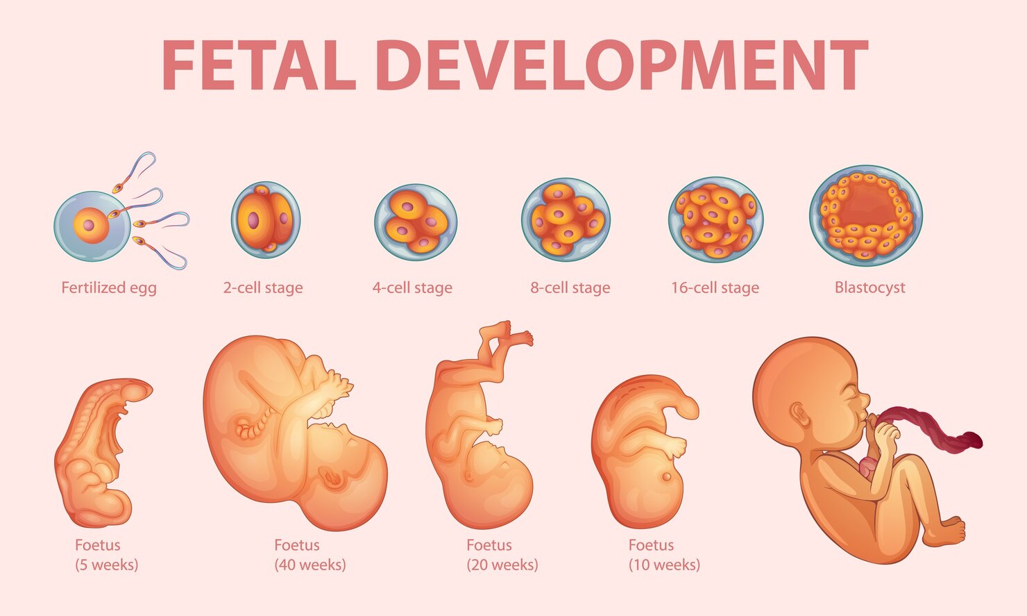 Fetal Development
