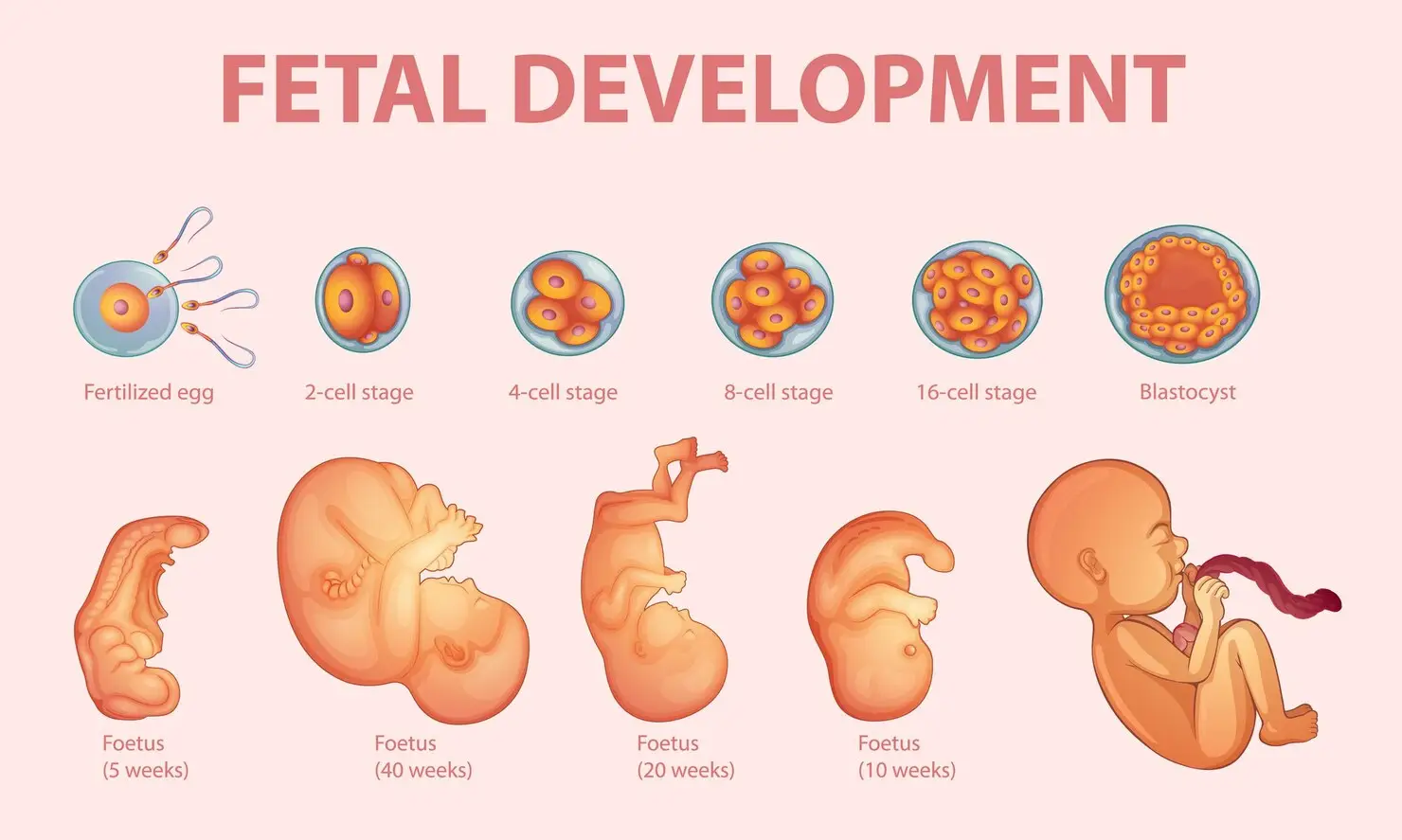 Fetal Development